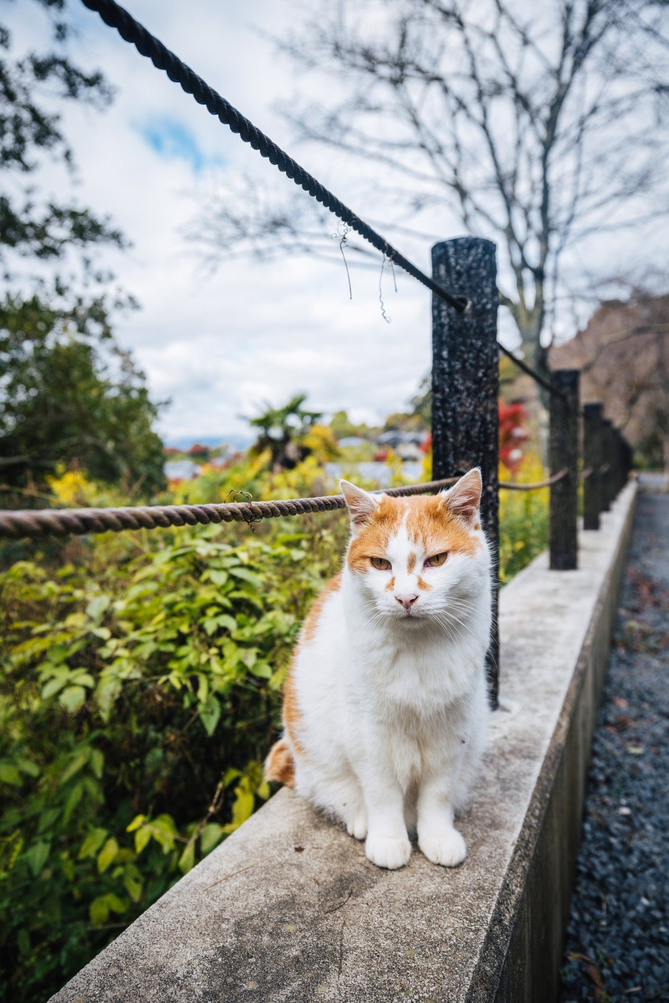 Temple cat resting