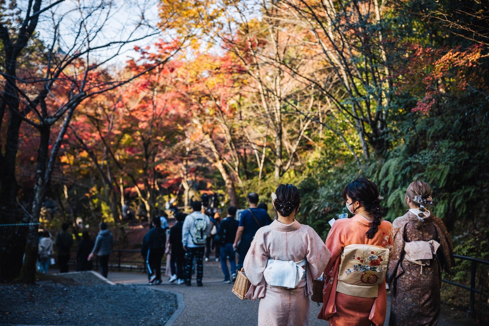Maple forest below temple