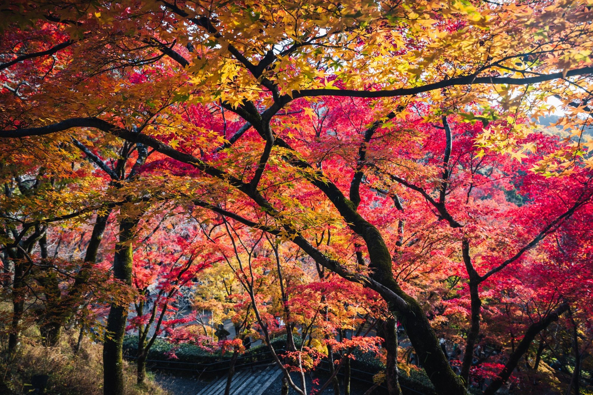 Forest perspective