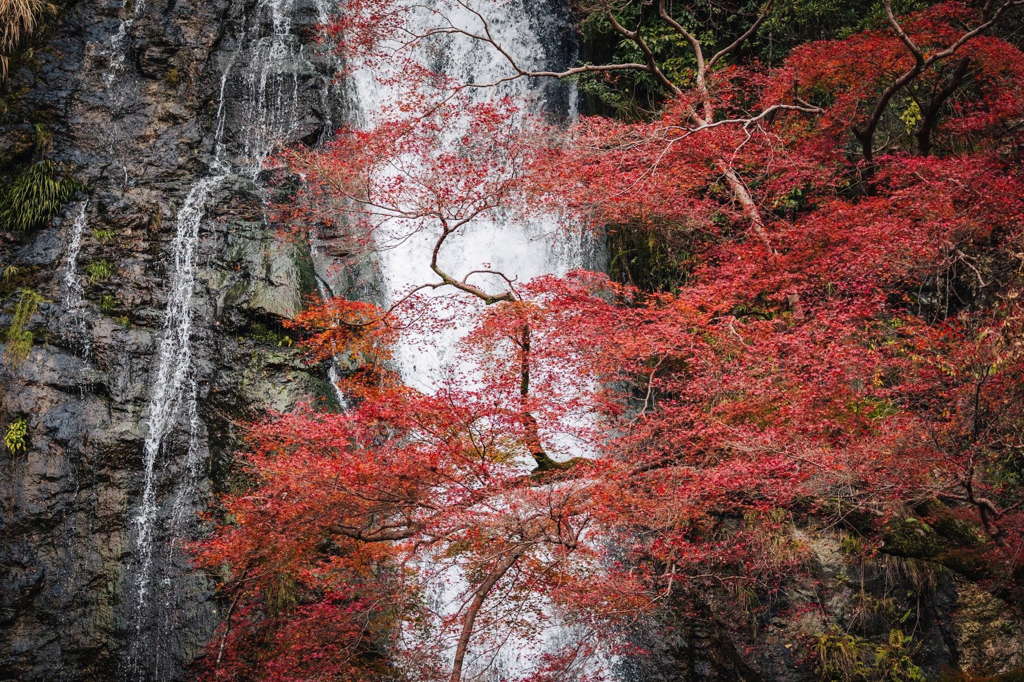 Forest path to waterfall