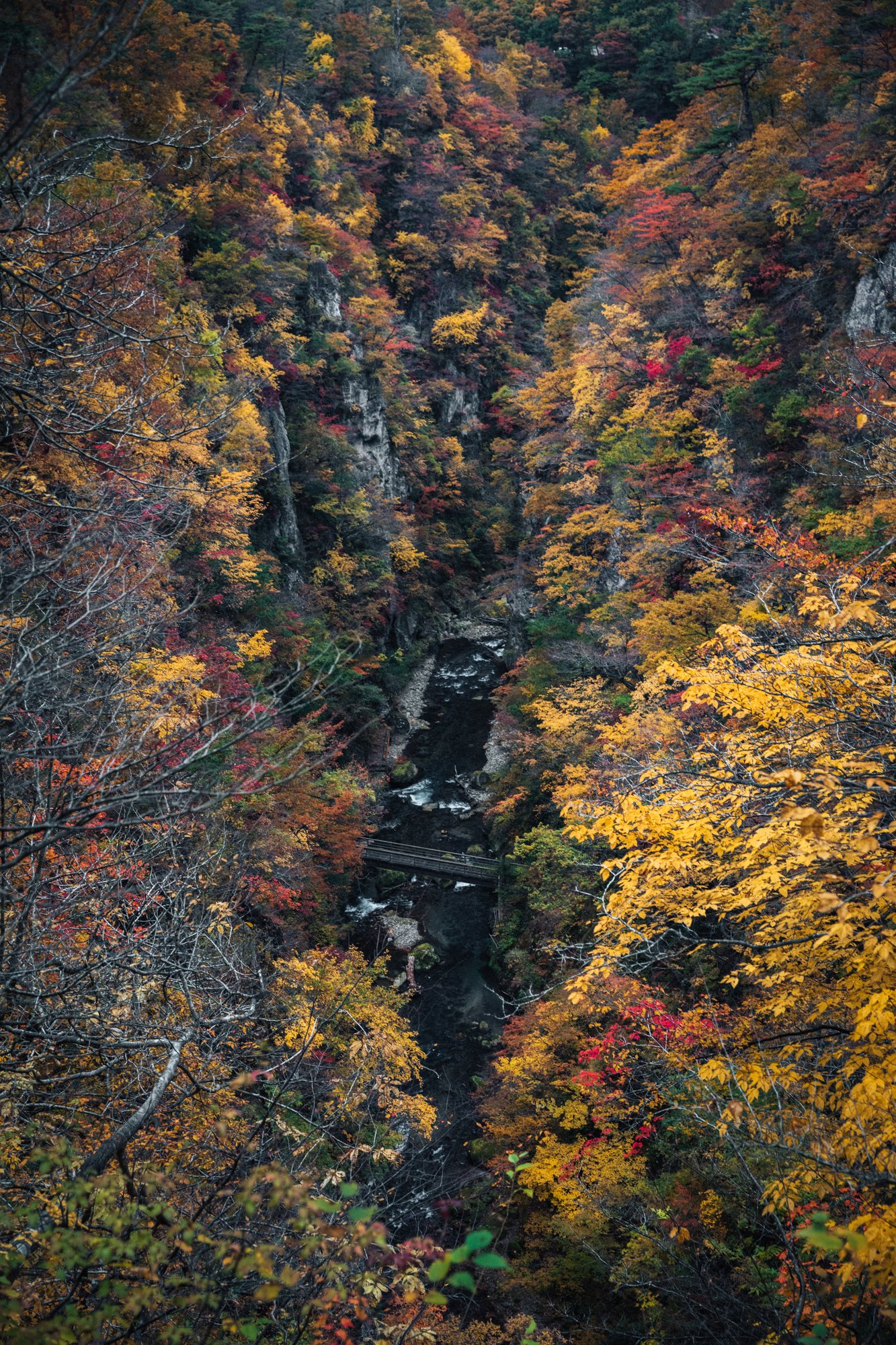 Looking down into Naruko Gorge at the river winding between walls of autumn foliage