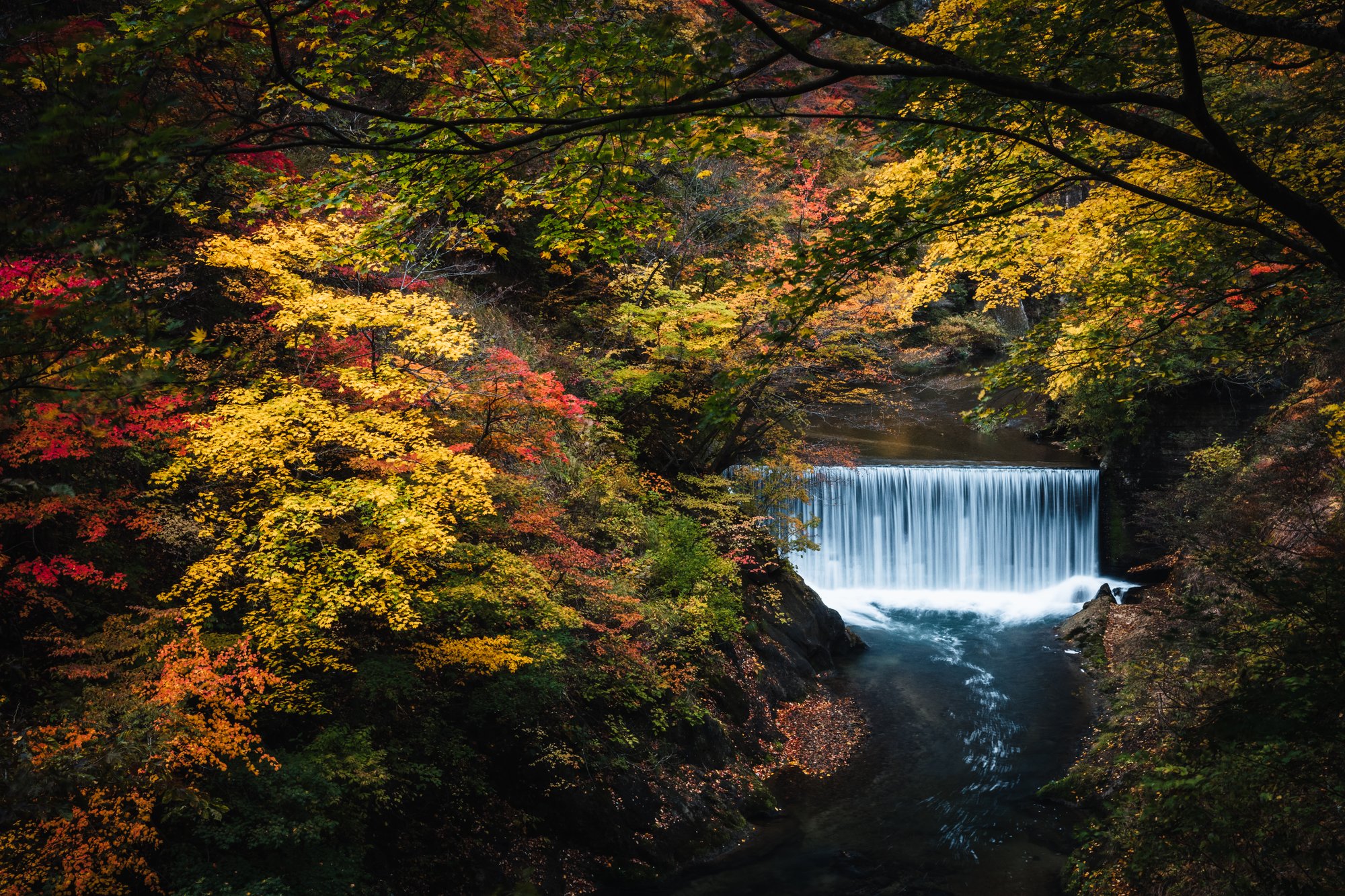A weir waterfall on the river at Naruko Gorge framed by yellow and orange autumn trees