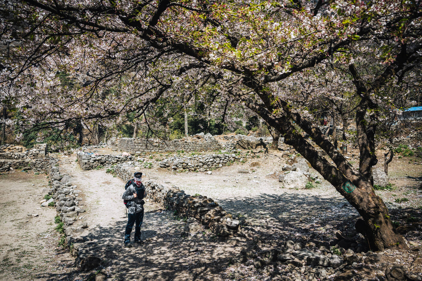 Jason walking under a canopy of blooming cherry trees on the lower trail near Phakding, low stone walls lining the path