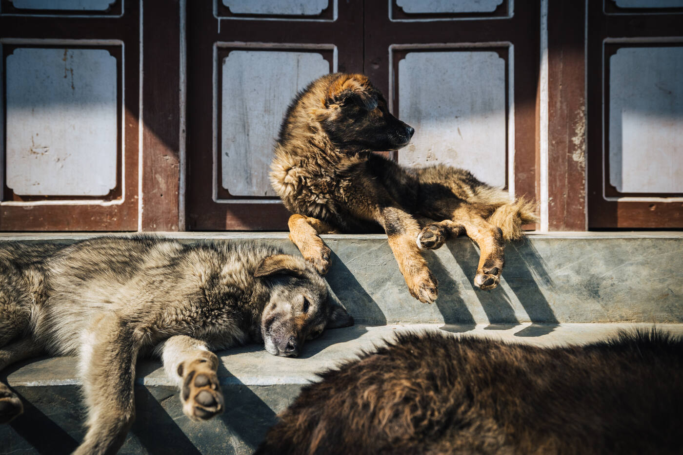 A pile of sleeping dogs curled against a shaded doorway on a Lukla side street