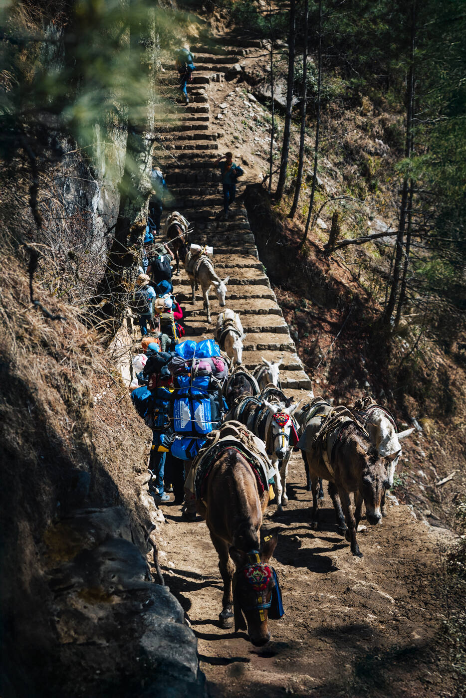 A train of pack mules climbing the long stone steps through pine forest on the way up to Namche