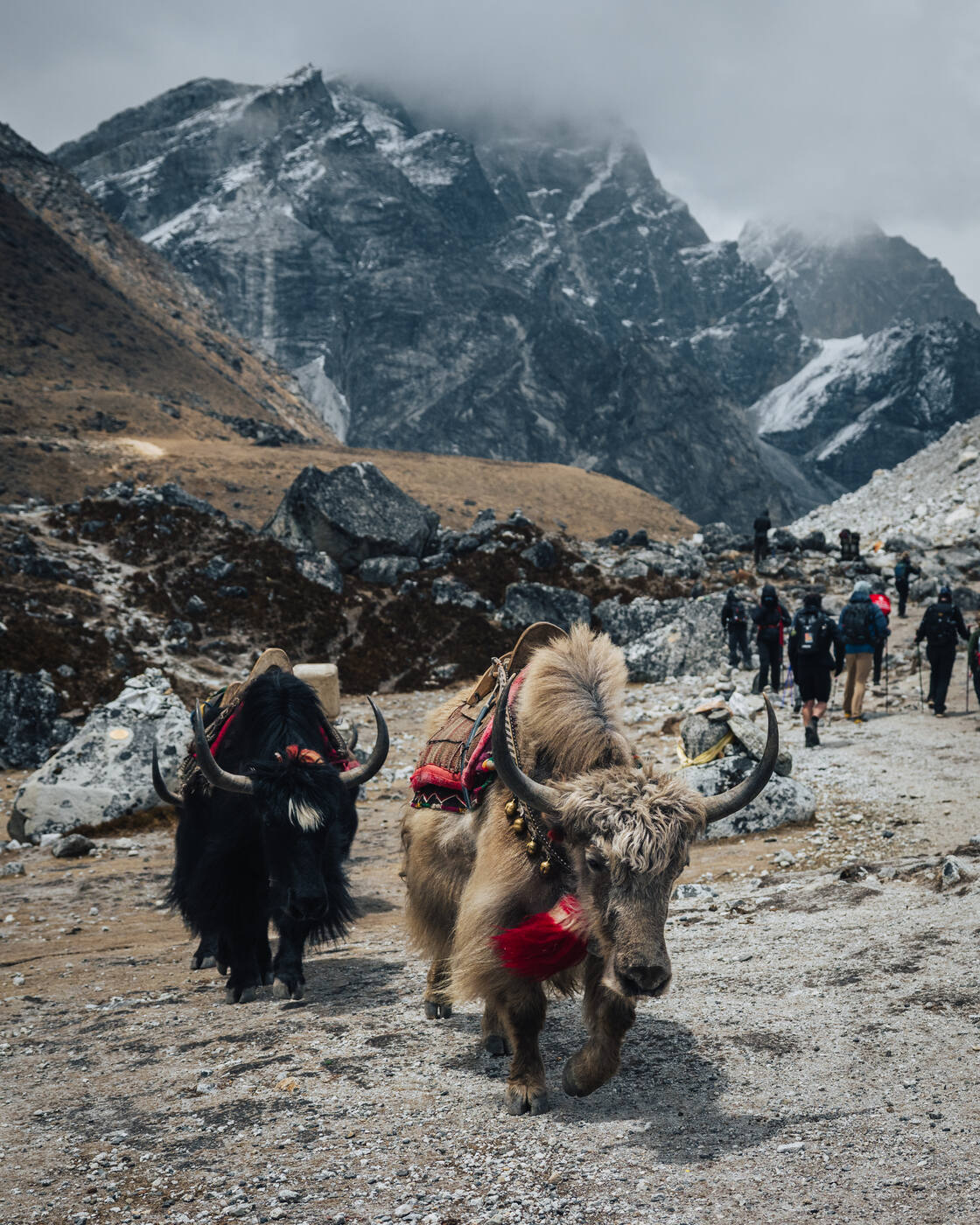Two yaks — one black, one tan — walking down a high-altitude trail toward Dingboche, snow peaks rising behind