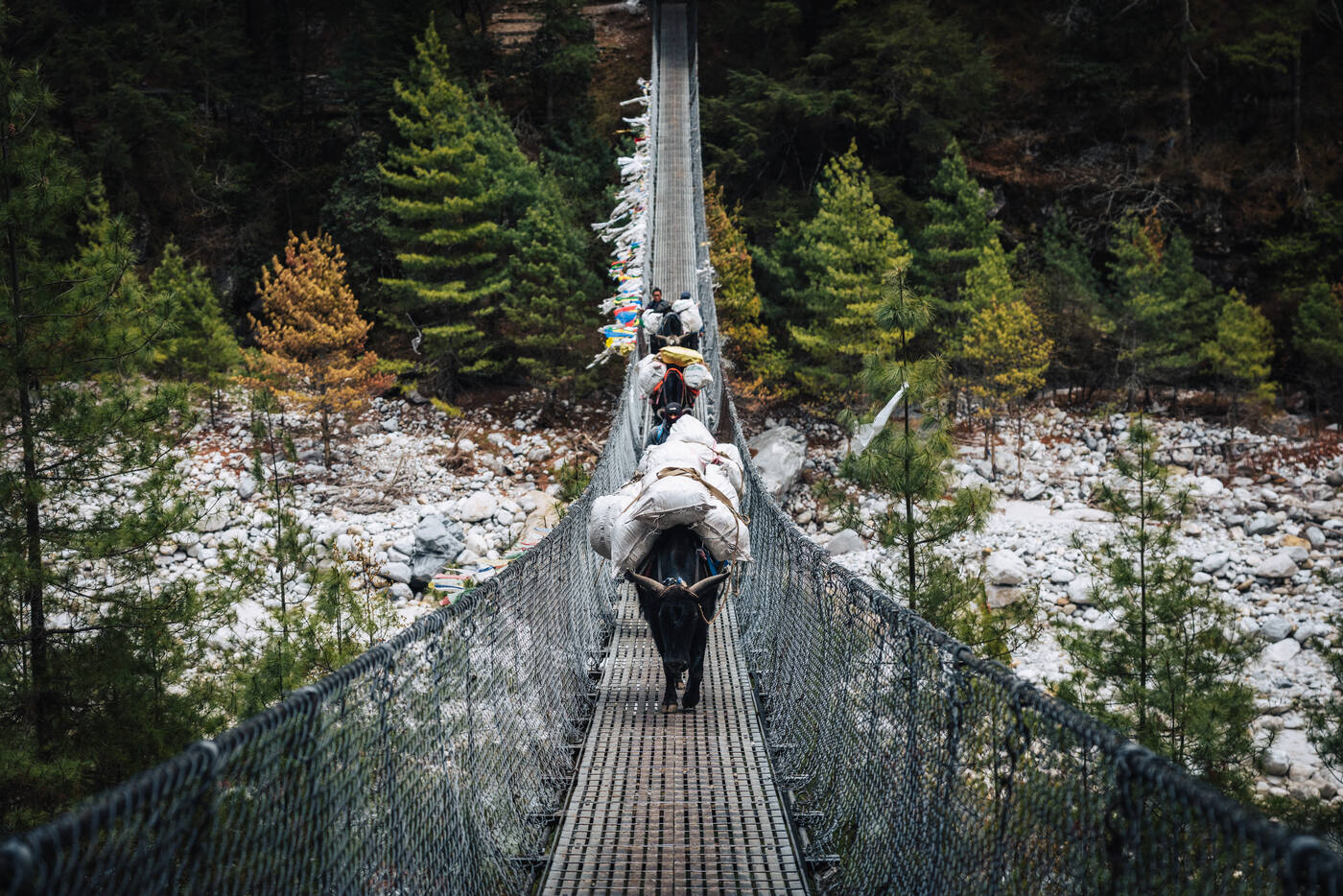 A yak caravan crossing a long suspension bridge decorated with prayer flags, the riverbed of the Dudh Koshi below