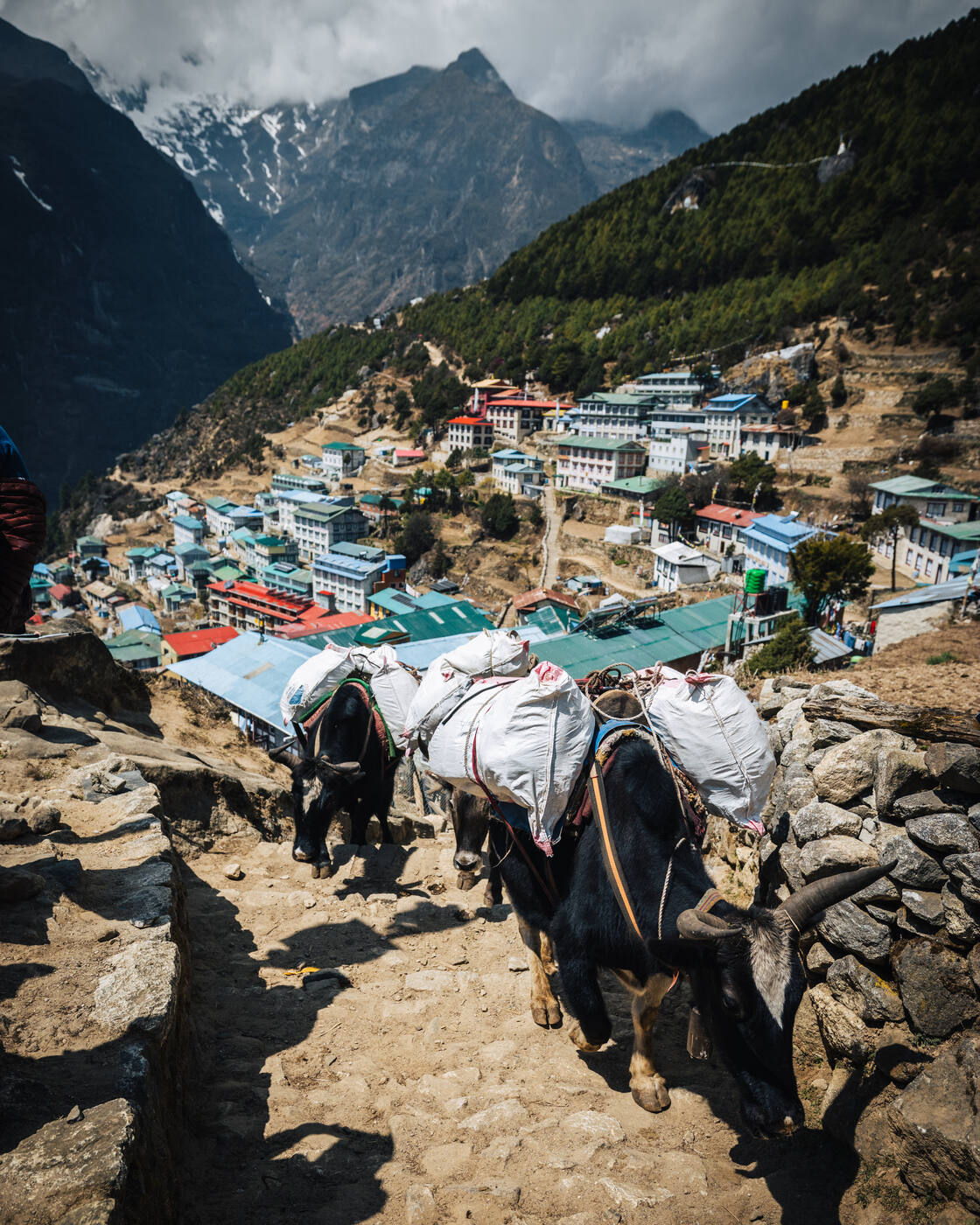 A loaded yak train descending stone steps above Namche with the town spread out below