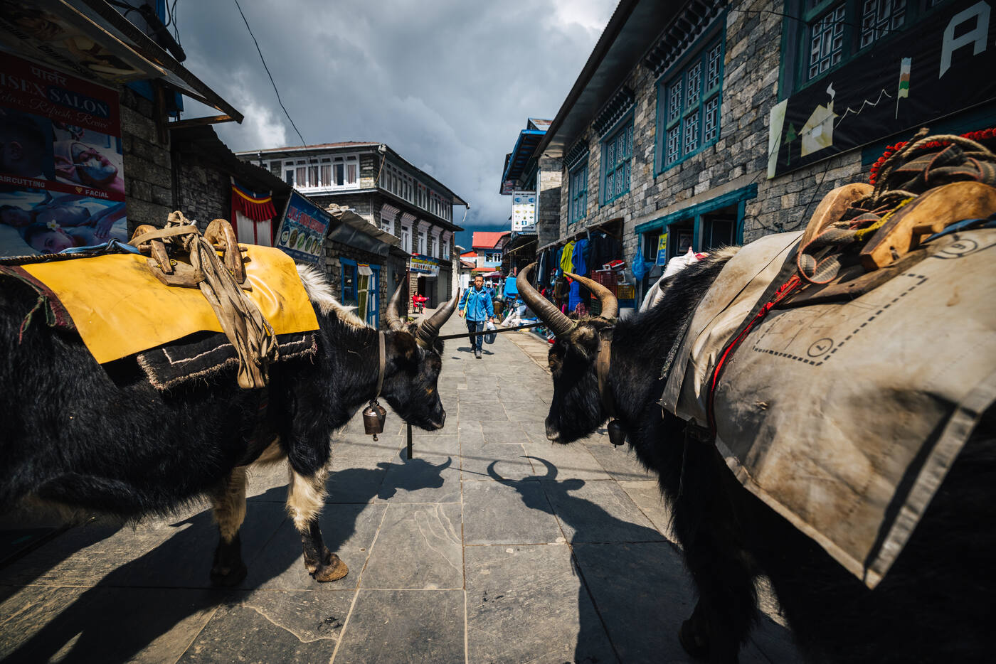 Pair of yaks with wooden saddles walking through a narrow Lukla street lined with stone buildings