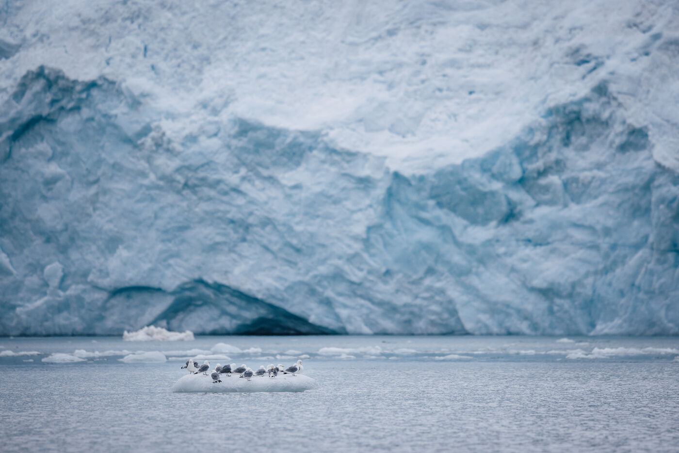 Gulls resting on a small ice floe beneath a blue glacier face