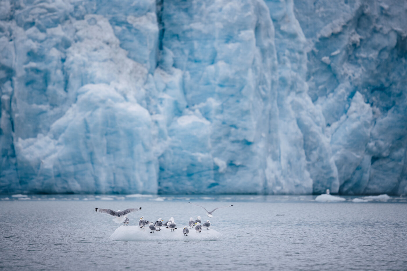 Gulls landing on an ice floe in front of the glacier wall