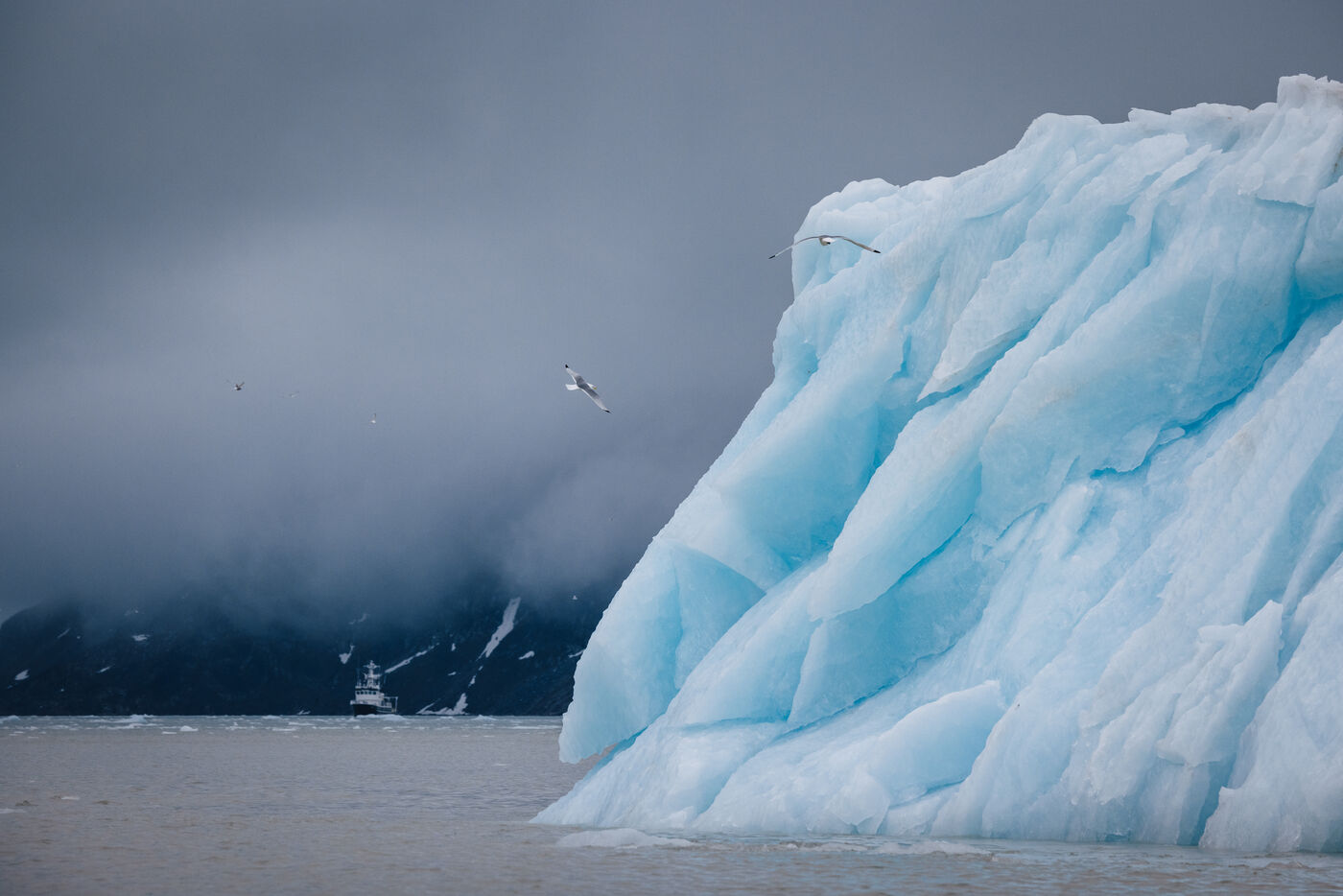 Blue iceberg with gulls in flight, the Kinfish tiny in the distance