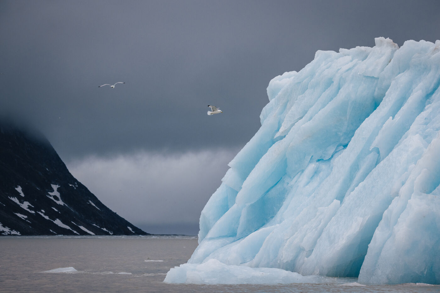 Blue iceberg with gulls wheeling beneath low cloud