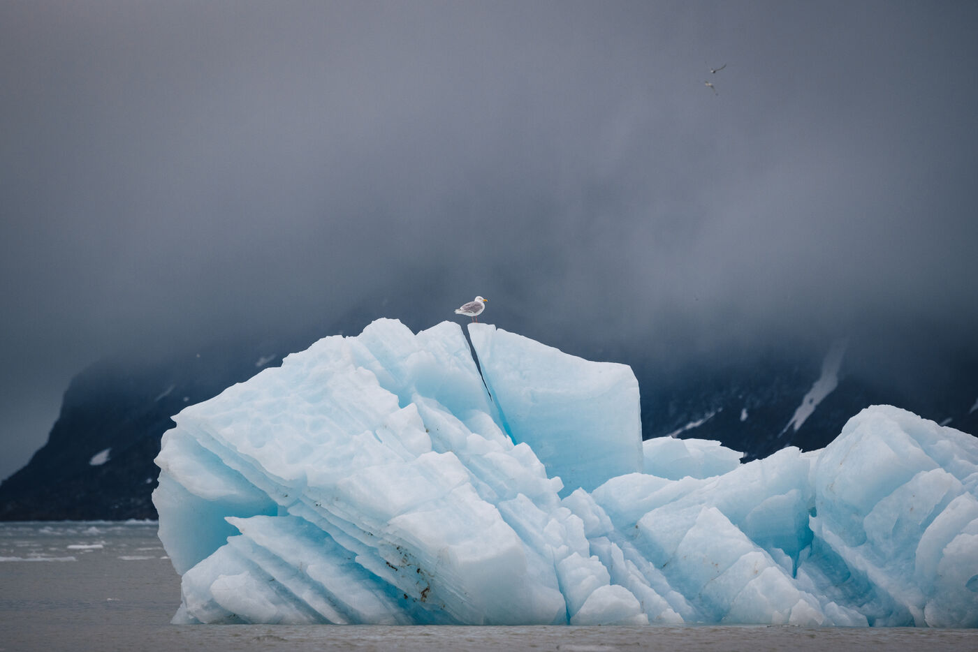 Glacier with seabird on iceberg