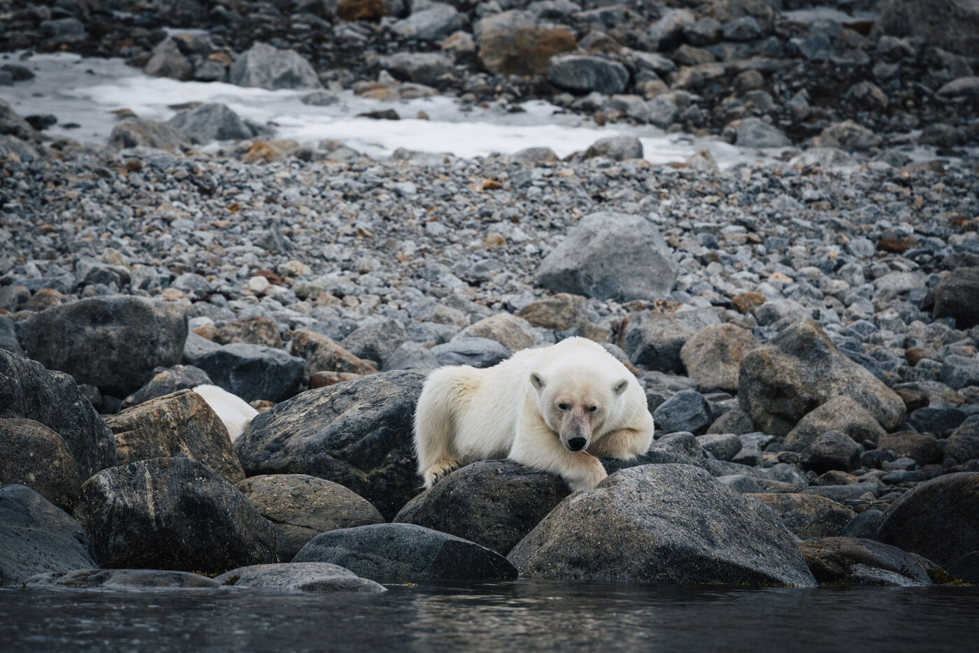 Polar bear resting on boulders at the water's edge, head on its paws