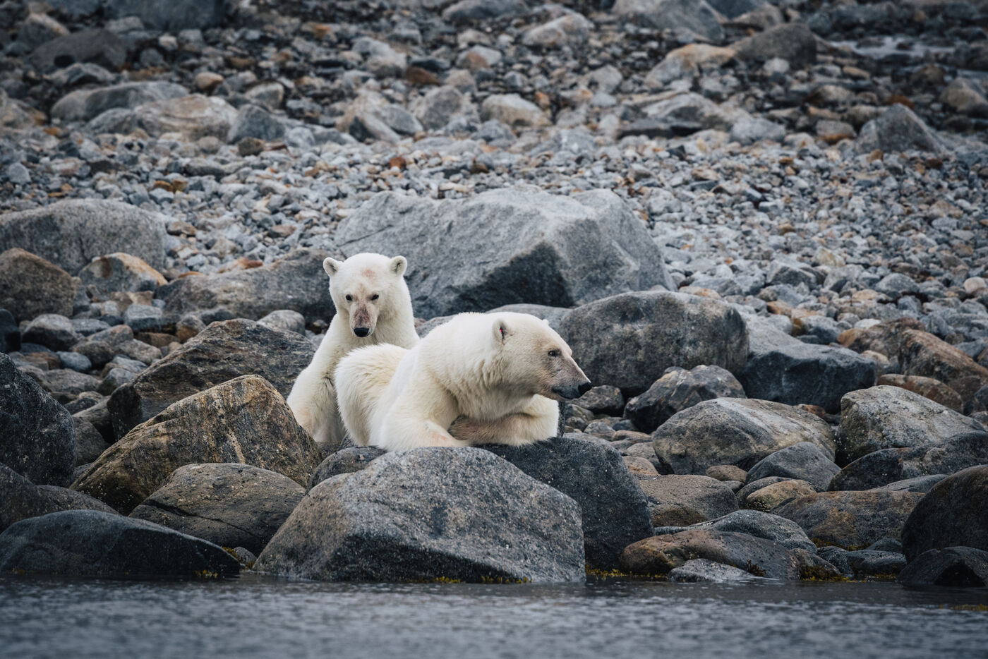 Two polar bears on a rocky beach in Svalbard