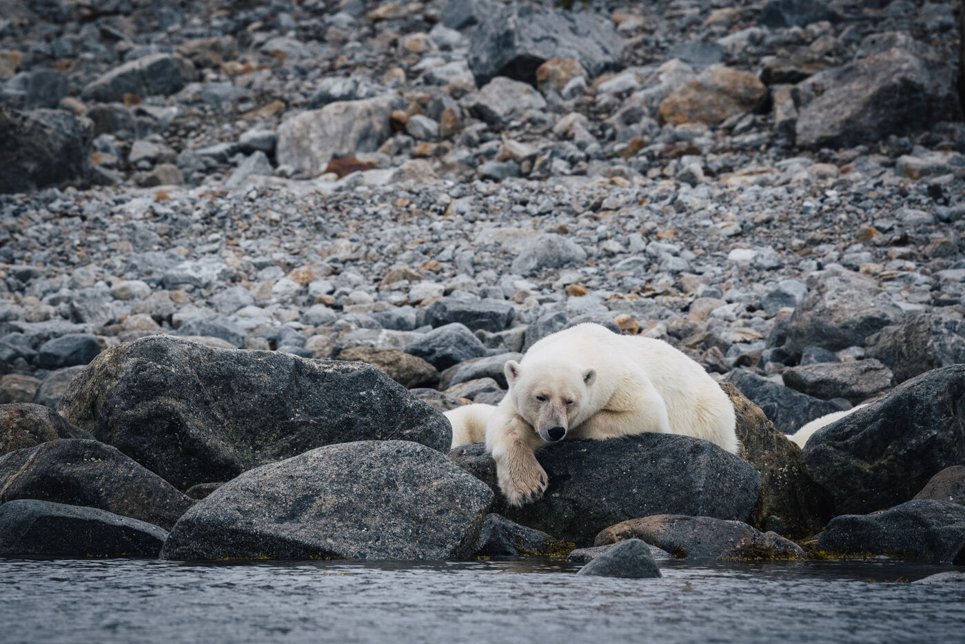 Polar bear lounging across dark boulders