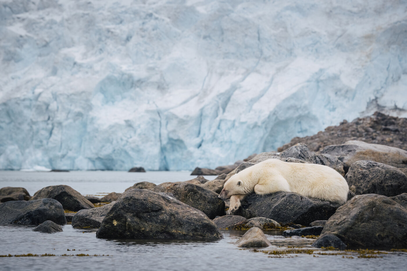 Polar bear resting on rocks with glacier in background