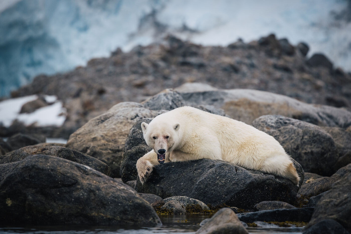 Polar bear yawning on rocks with glacier behind