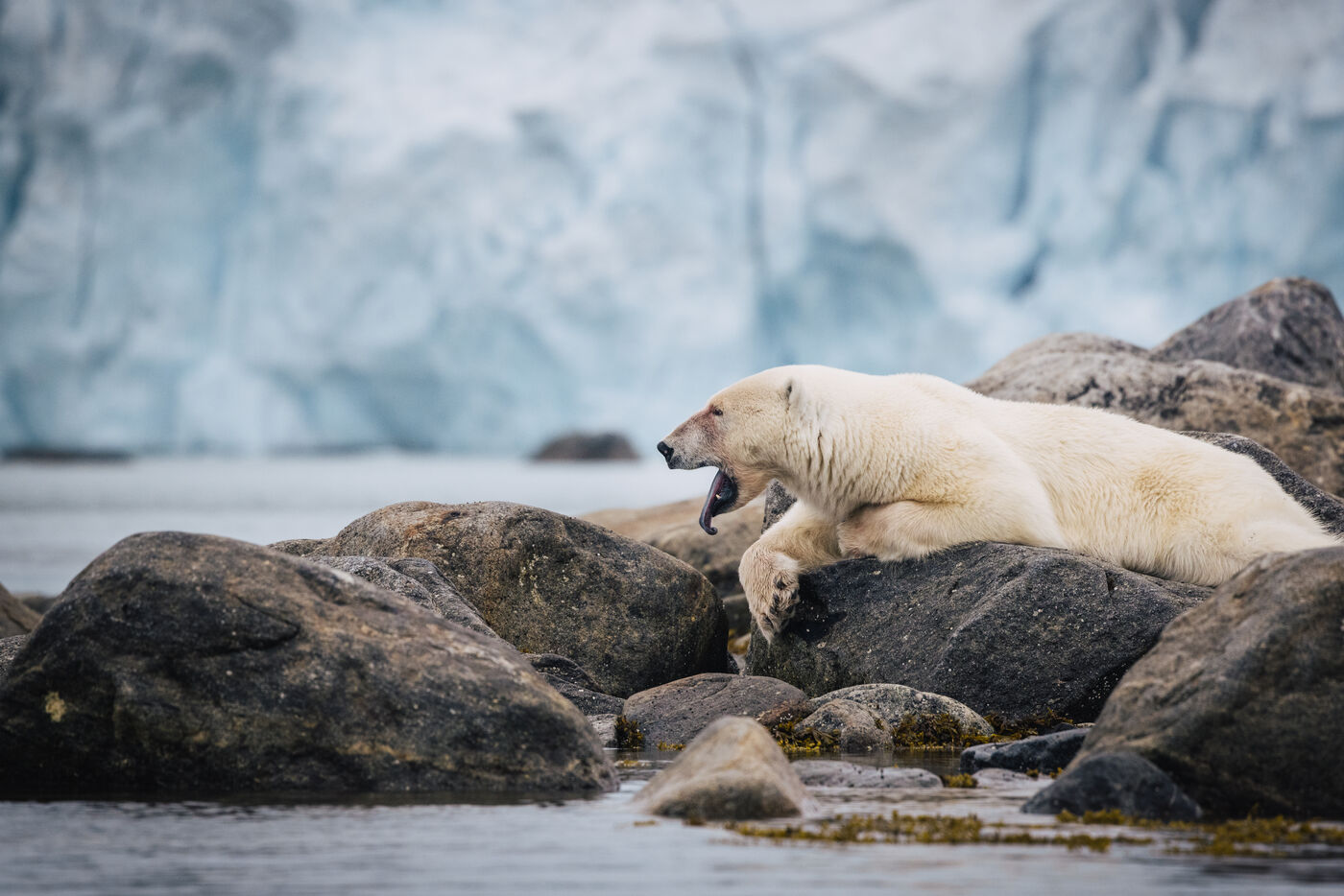 Polar bear stretching across boulders