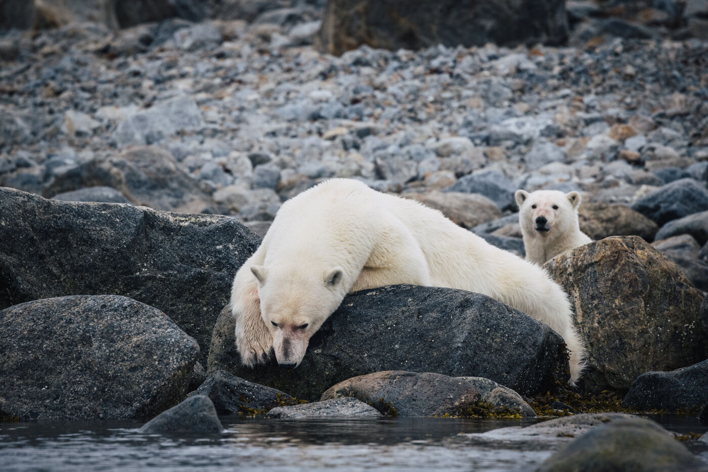 Polar bear leaning between rocks on pebbly beach