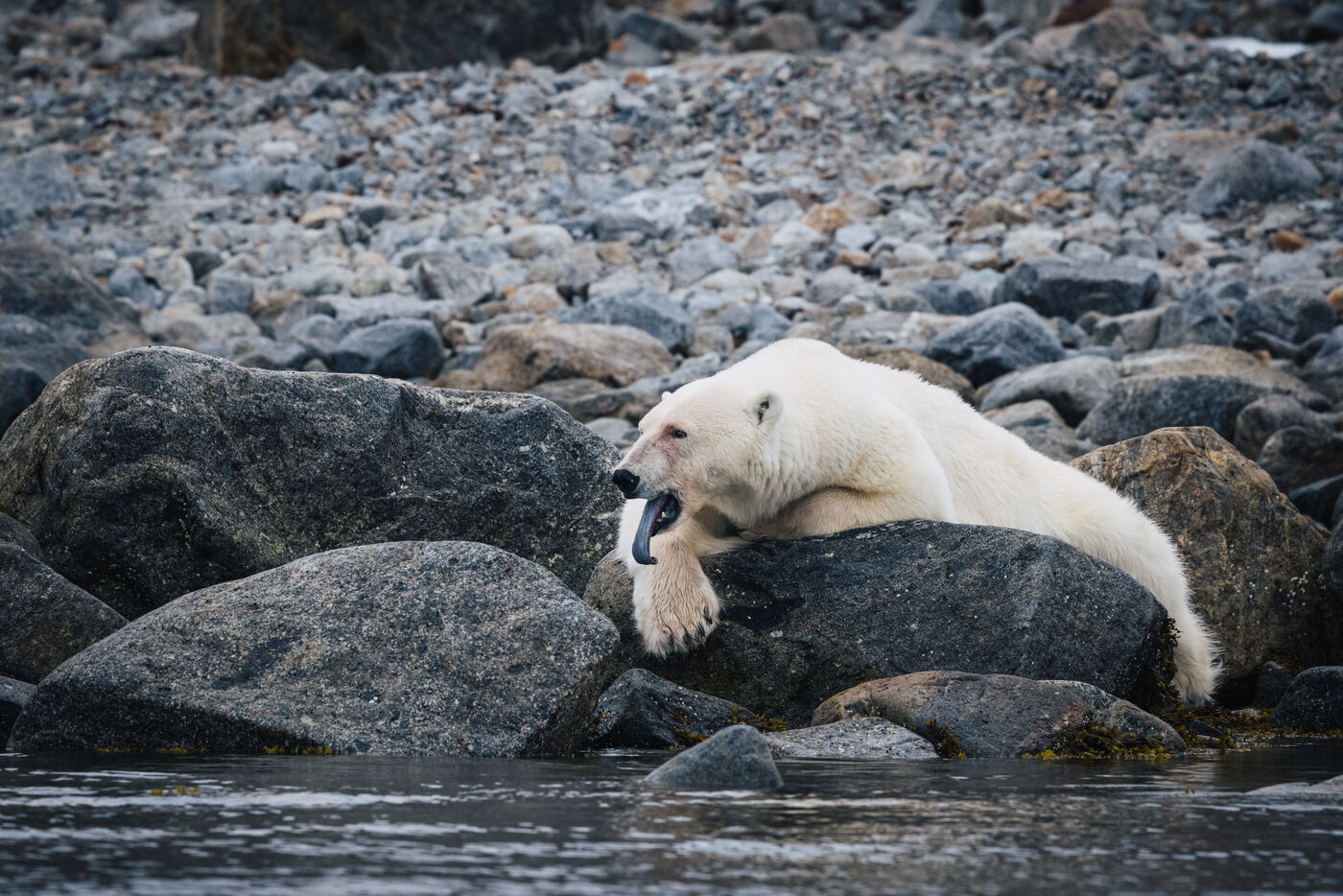 Polar bear stretched across dark boulders on shore