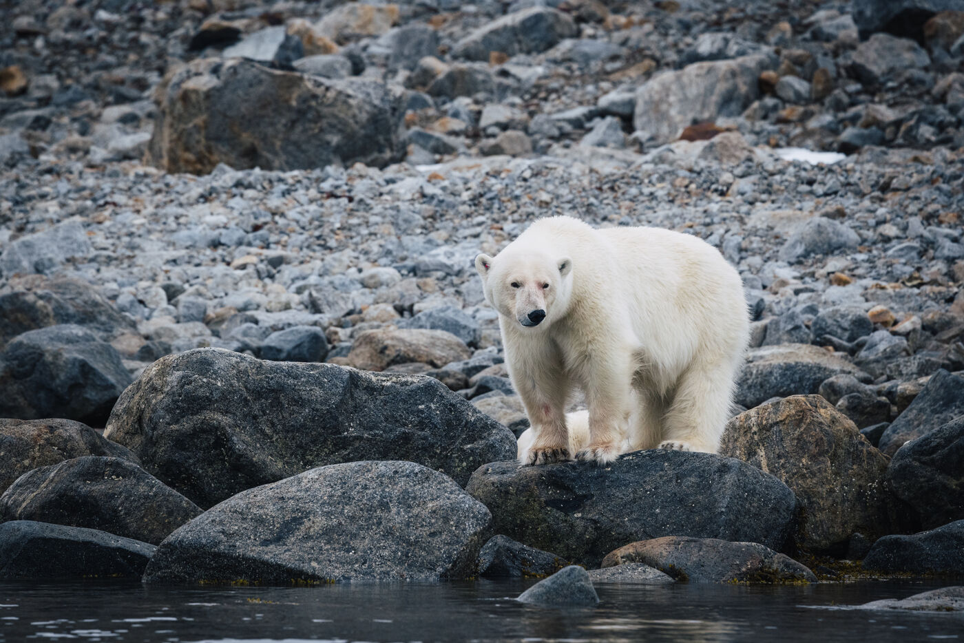 Polar bear standing on rocky beach facing camera