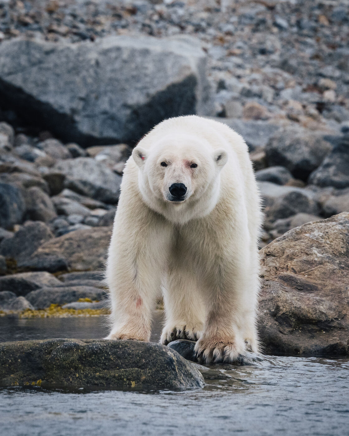Polar bear walking forward on rocky terrain