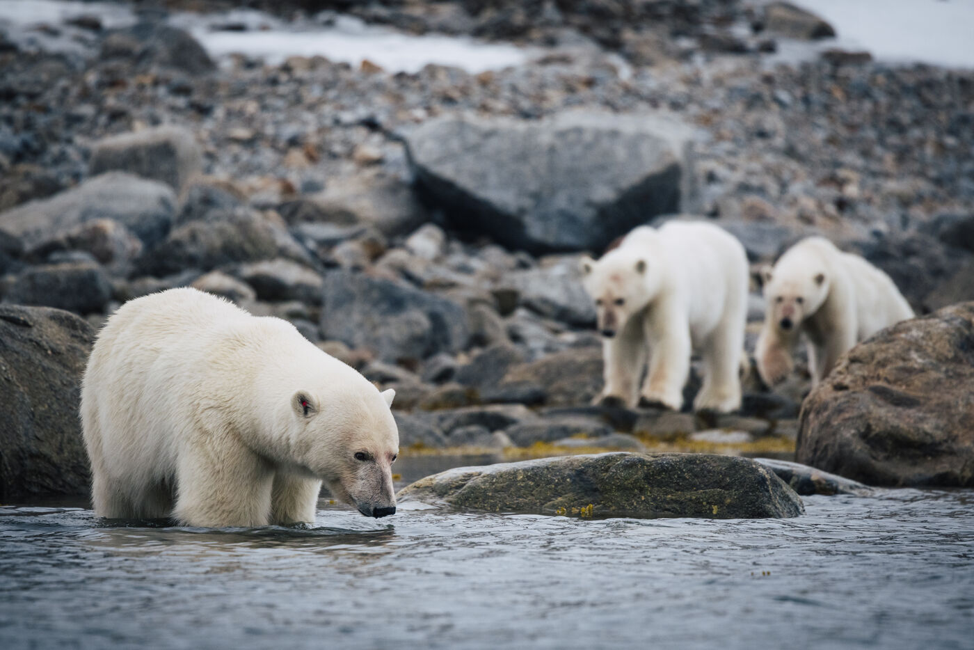 Three polar bears on rocky shore, one drinking from water