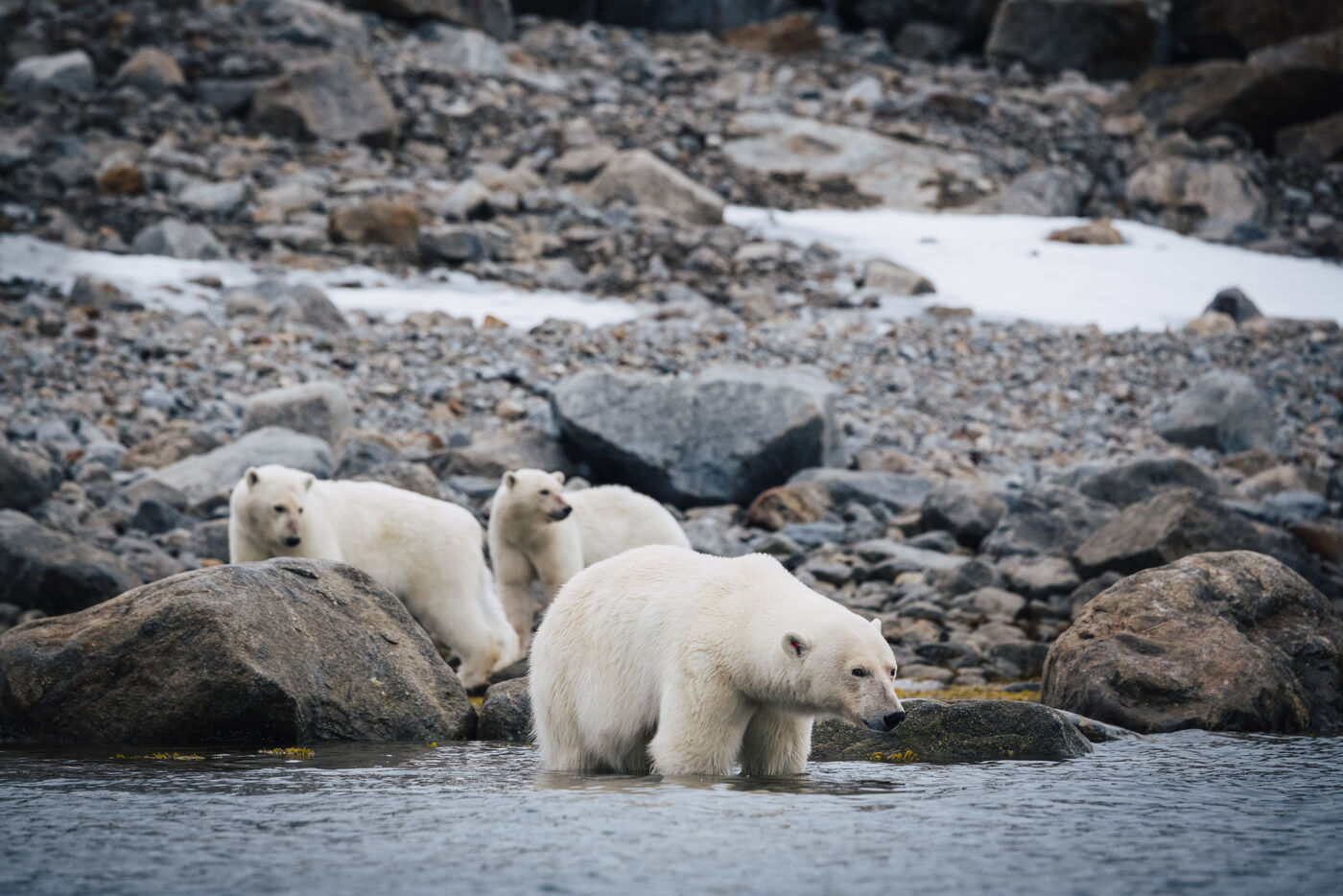 Three polar bears resting together on rocks and shallow water