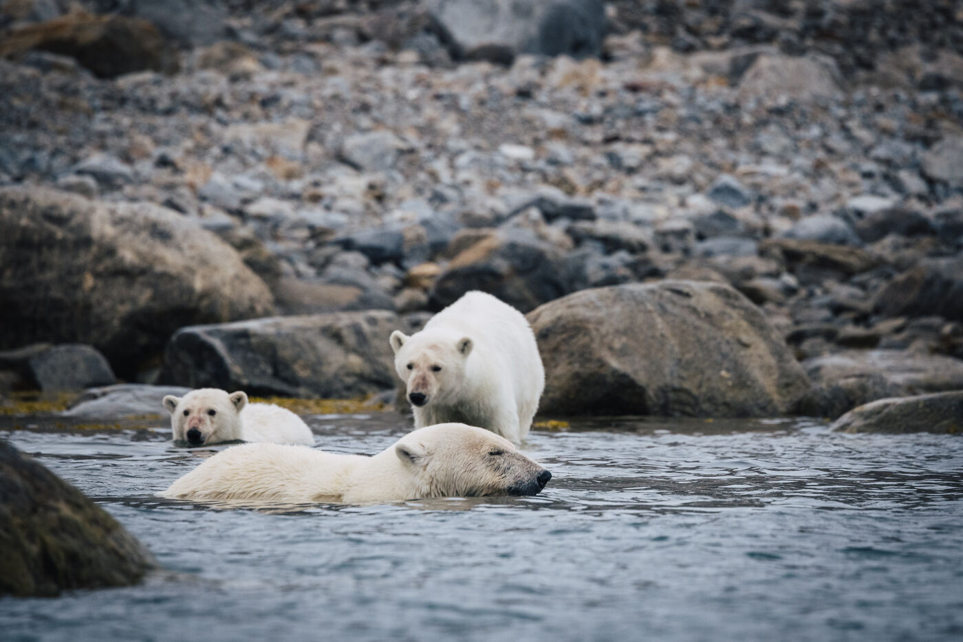 Three polar bears swimming close to the rocky shore