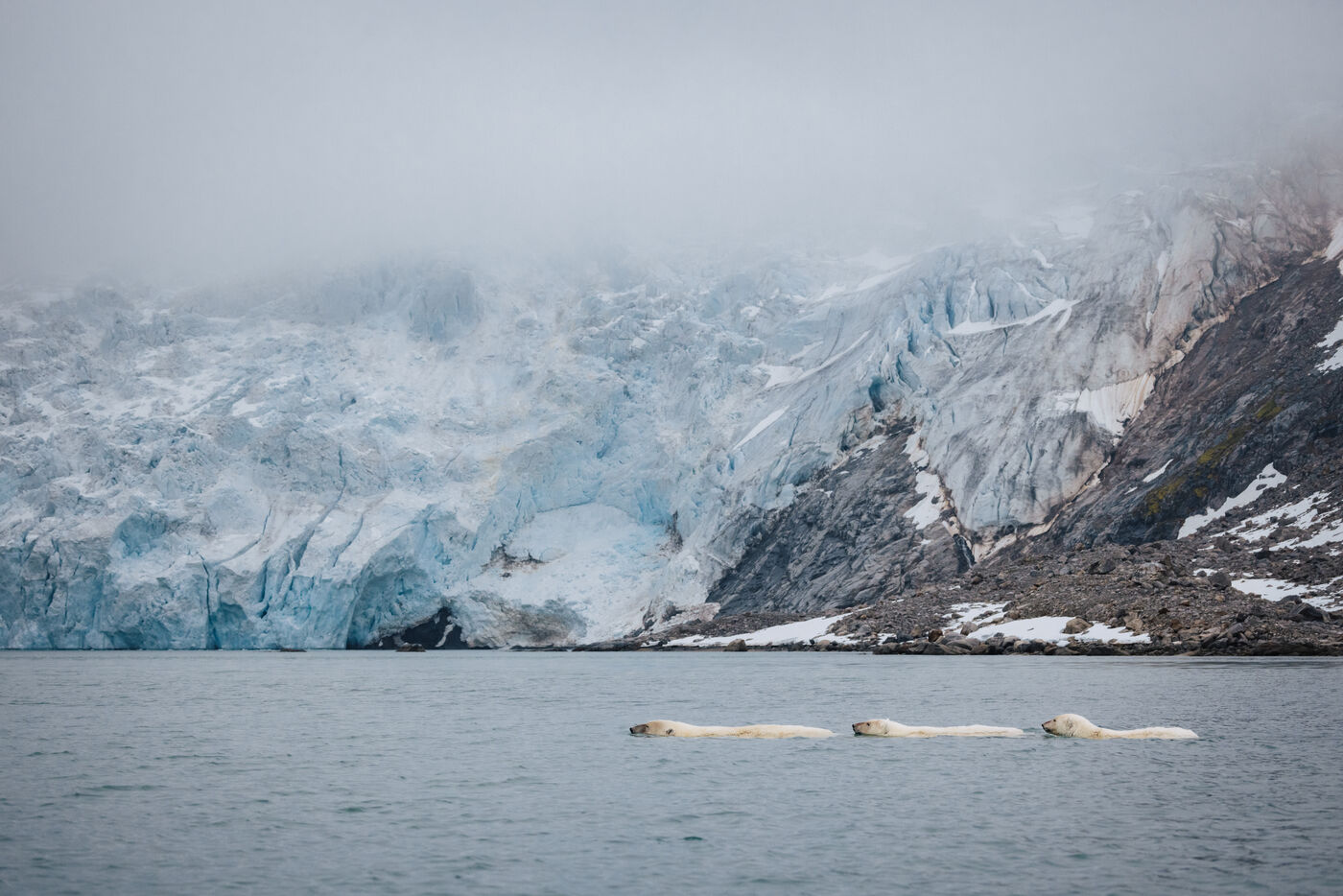 Three polar bears swimming with snowy mountain behind