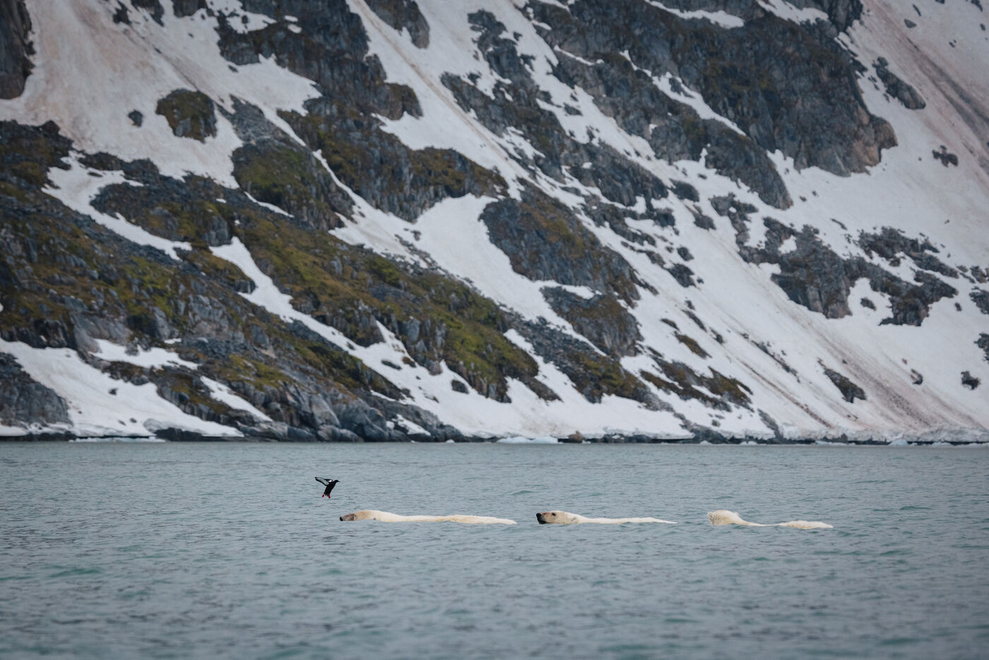 Bears swimming in distance with snow-covered mountainside