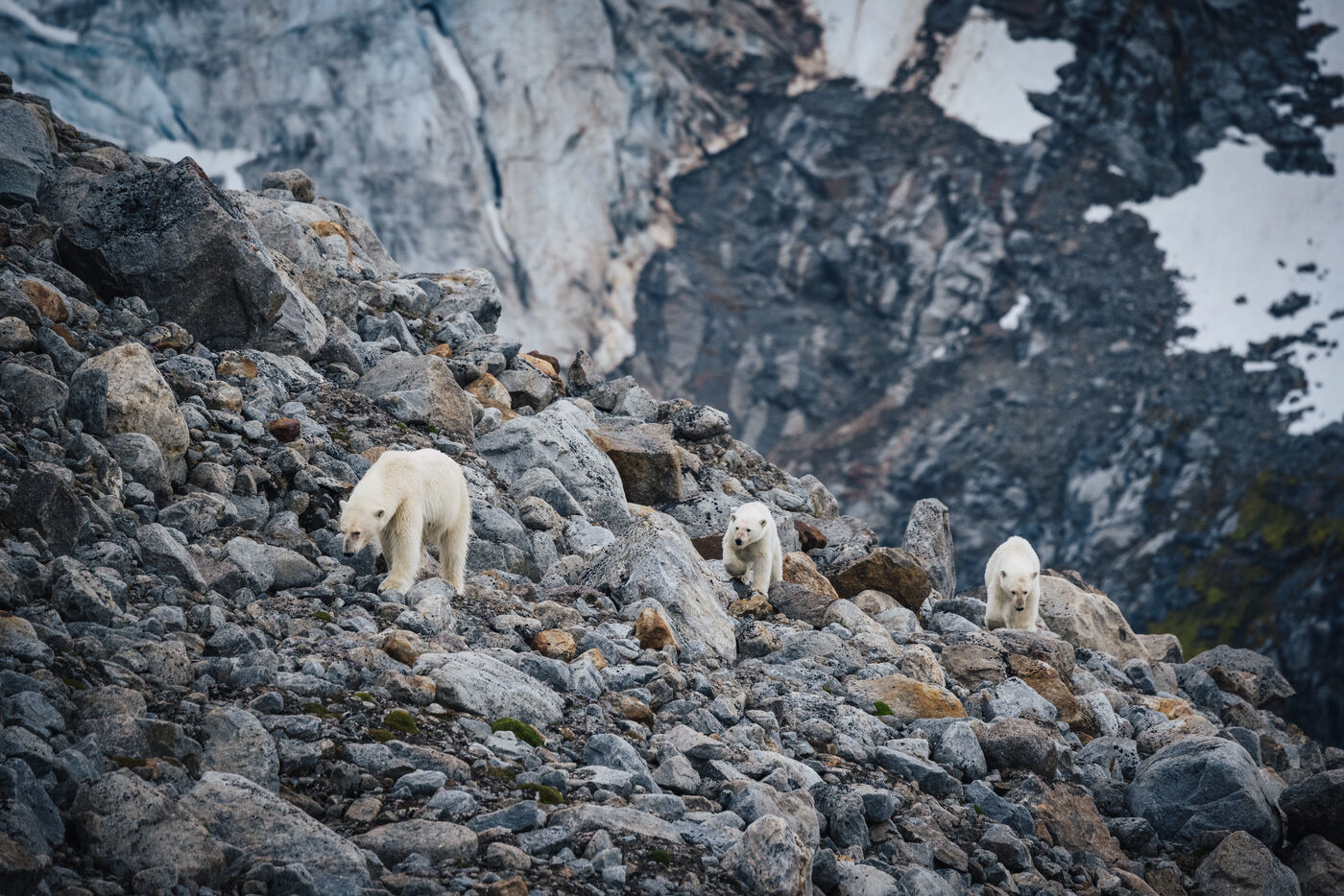 Multiple polar bears hauled out on rocky shore with cliff backdrop