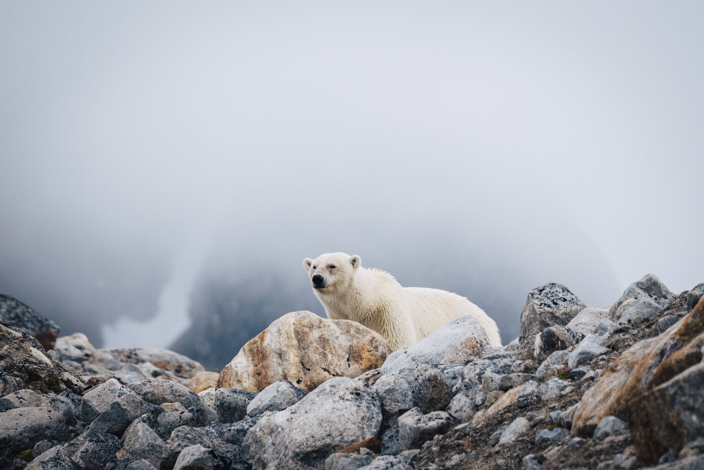 Polar bear on misty rocky outcrop
