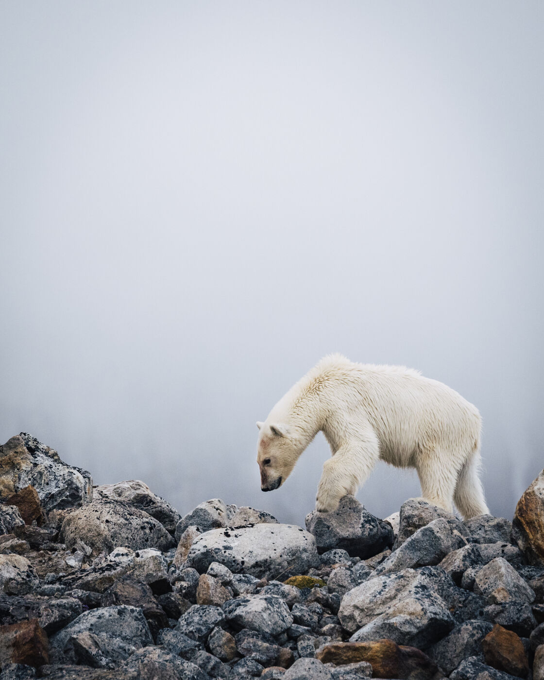 Polar bear descending rocky slope in overcast weather