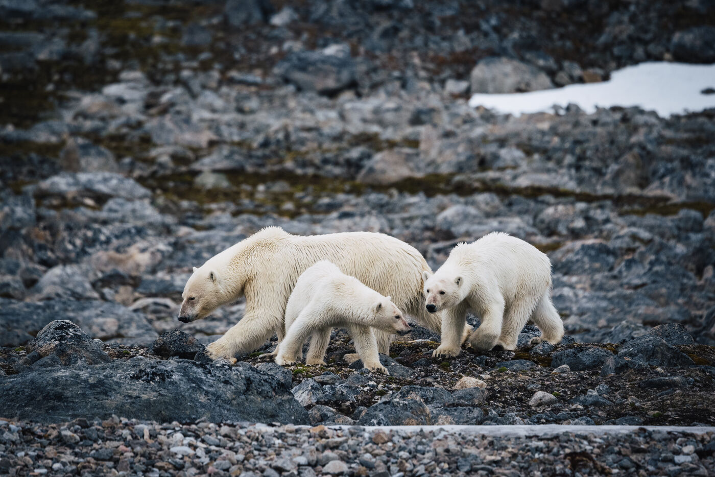 Three bears on dark rocky beach with patches of snow