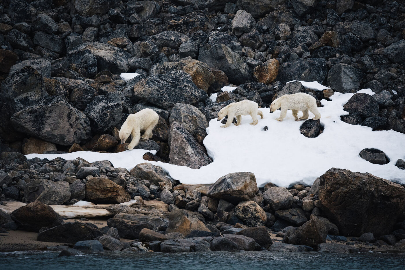 Three bears crossing a snow patch among dark boulders