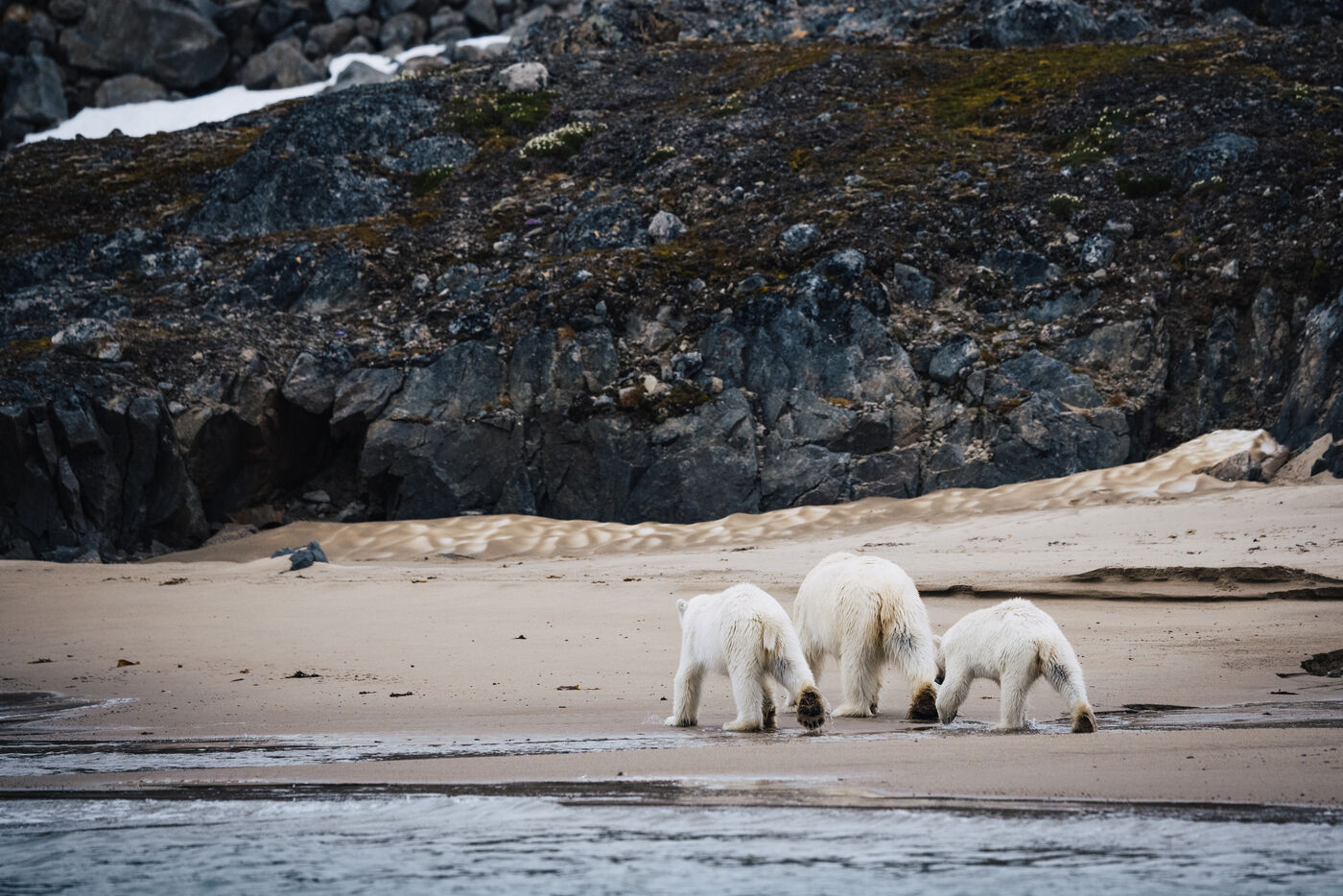 Multiple polar bears on sandy beach area with rocky cliffs