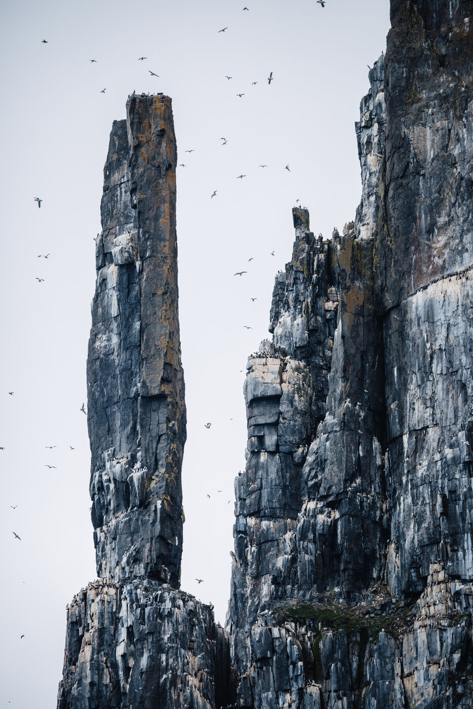 Multiple birds flying against cliff face in swirling pattern