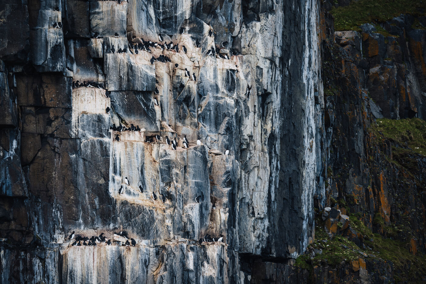 Dense swarms of seabirds around cliff sections