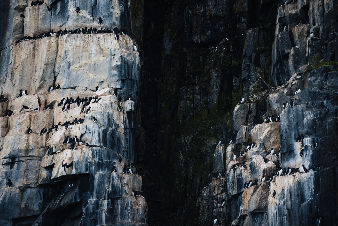 Guillemots lined along ledges of the basalt cliff