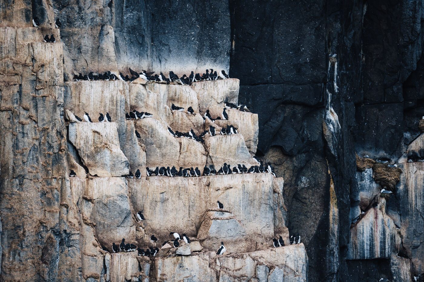 Multiple seabirds on layered cliff ledges