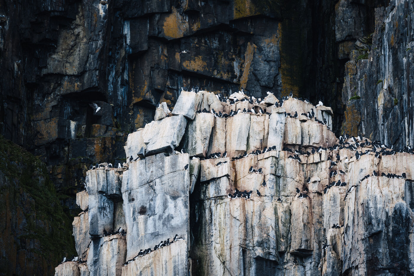 Seabirds in close formation on rock face