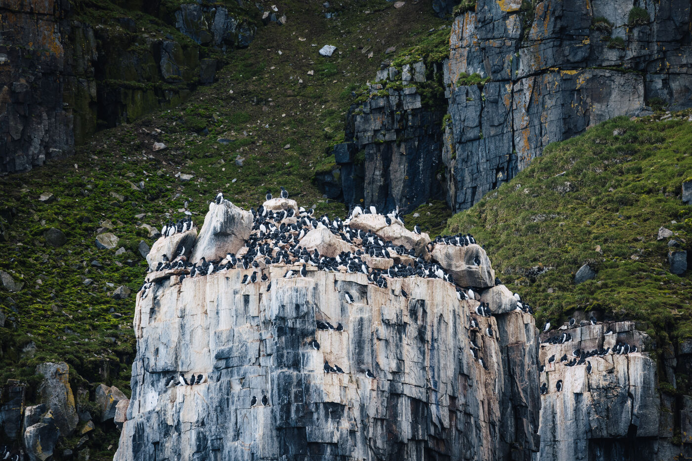 Bird cliff detail showing colonies on vertical basalt