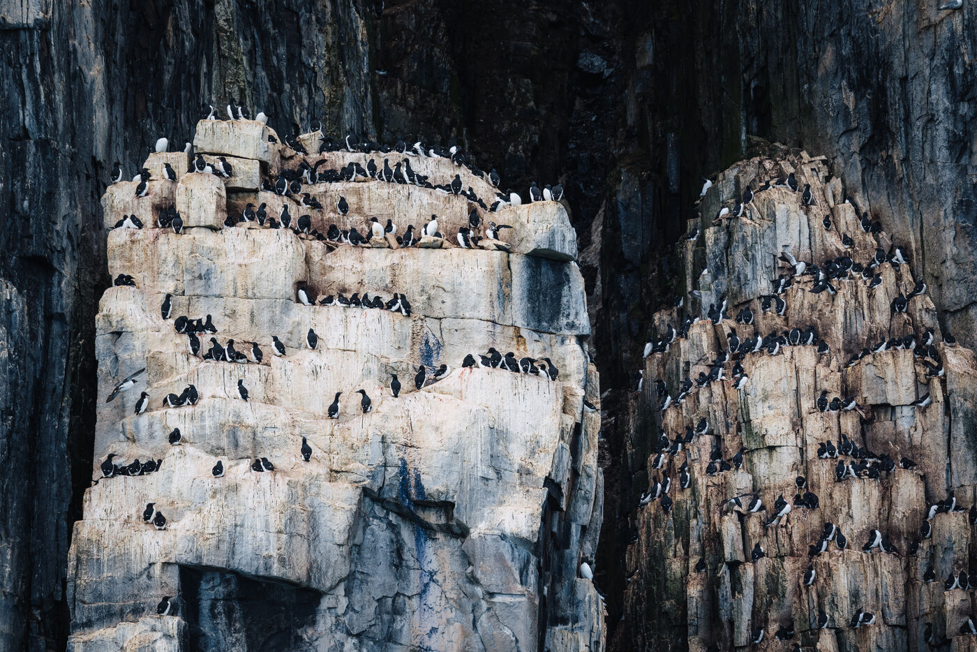 Basalt cliff face covered in white seabirds