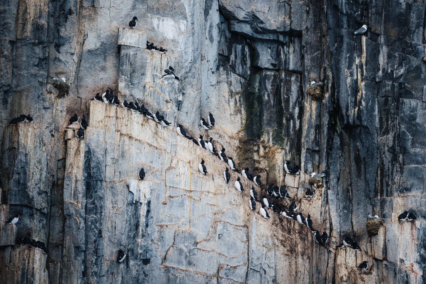 Guillemots lined along a diagonal ledge of the cliff