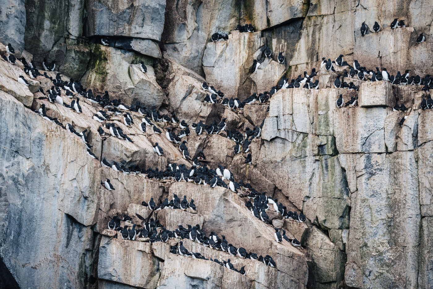 Seabirds resting on narrow rock ledges