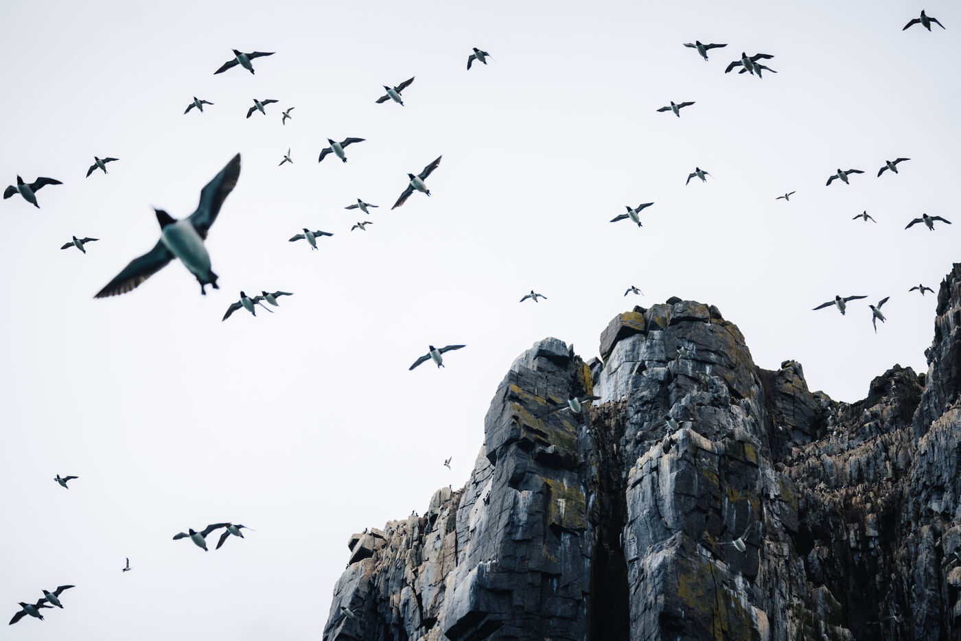 Birds flying from cliff in large group