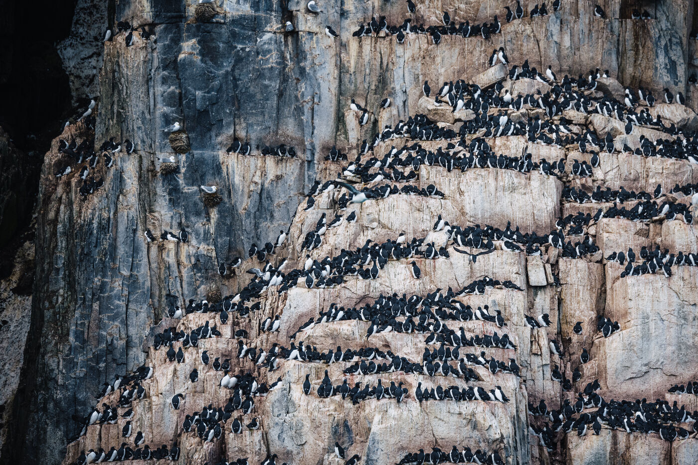 Dense colony of guillemots covering the cliff ledges